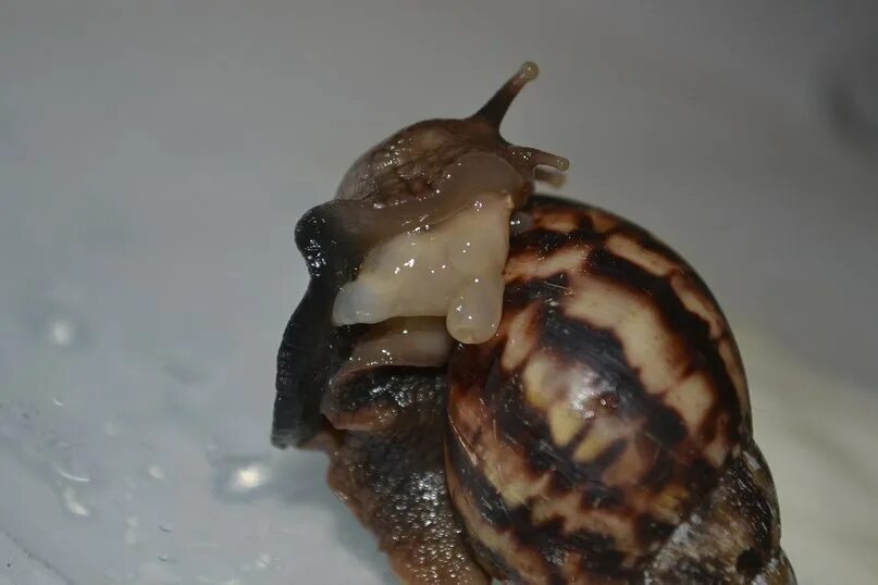 вредные ли улитки. ахатина фулика хемели.