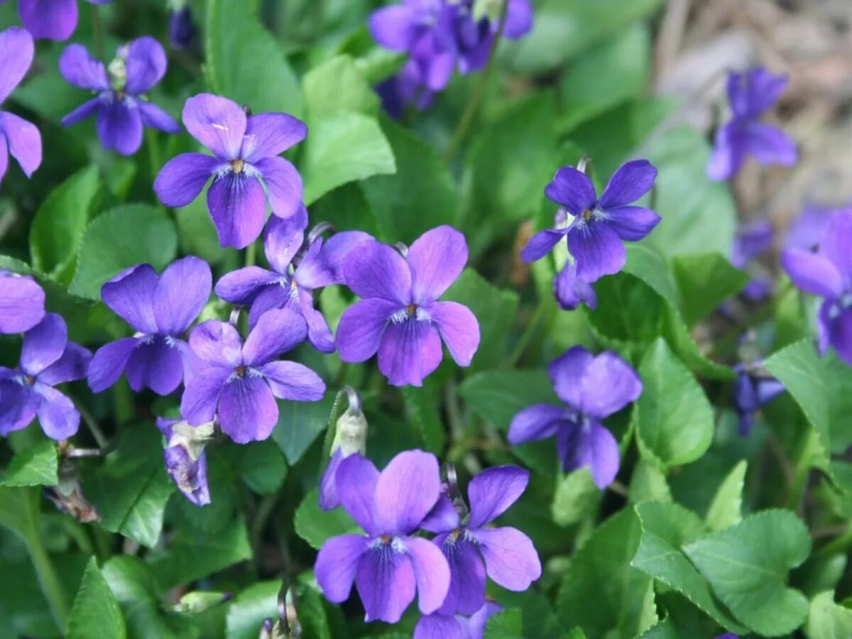 Алтайская фиалка (viola altaica),. Фиалка комнатная. Фиалка рос цвет. Фиалка душистая konigin charlotte. Узамбарская фиалка.