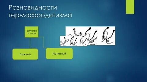 Гермафродиты бывают