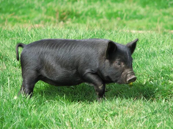 Черный поросенок. Черный кабанчик. Черная свинья. Маленький черный поросенок. Черная свинья.