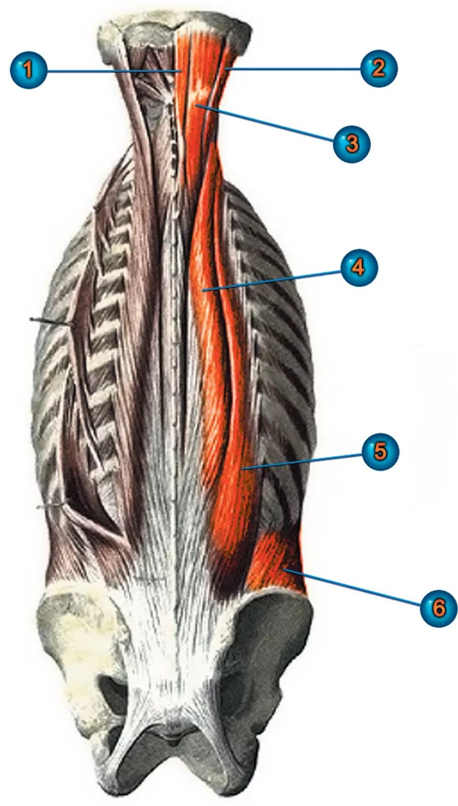 Глубокие спинные. Мышцы разгибатели позвоночника. Остистая длиннейшая и подвздошно реберная мышцы. Подвздошно-реберная мышца анатомия. Разгибатели позвоночника анатомия.