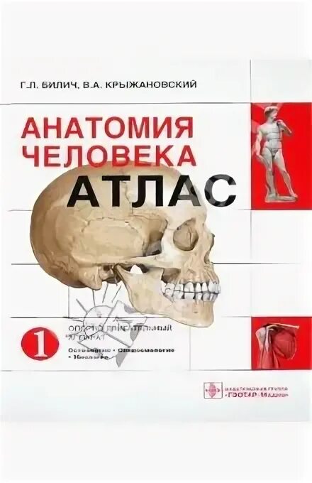 Атлас анатомии человека билич крыжановский 1 том. Атлас анатомии билич крыжановский. анатомия человека атлас л. билич. атлас анатомии человека крыжановский. билич крыжановский анатомия человека атлас.