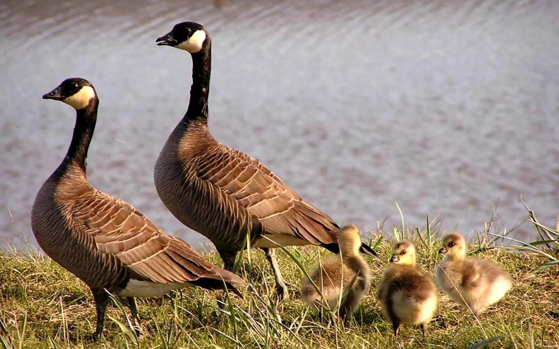 Виды гусей уток. Египетский гусь. Дикие гуси россии. Гусеобразные представители. Виды гусей уток.