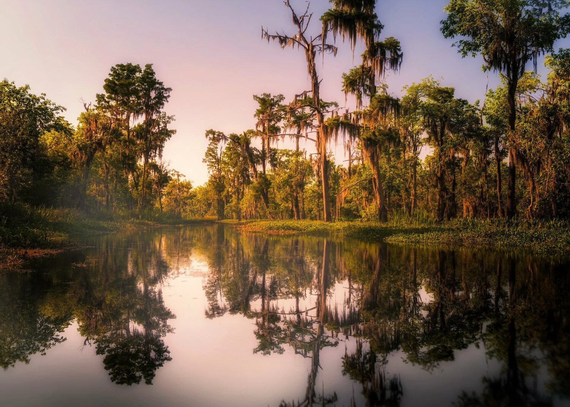 Луизиана штат. Байу Луизиана. Штат Луизиана природа. Новый Орлеан штат Луизиана природа.