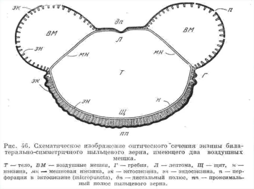 Пыльца голосеменных
