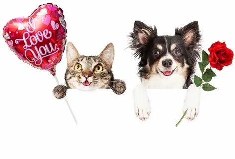 Dog cat day