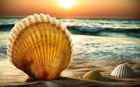 Martin County's Best Beaches to Find Sea Shells