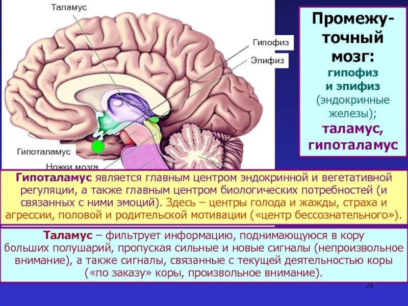 Какие функции выполняет таламус и гипоталамус. Строение мозга человека гипоталамус. промежуточный мозг гипоталамус гипофиз. гипоталамус гипофиз эпифиз строение. строение мозга человека таламус.