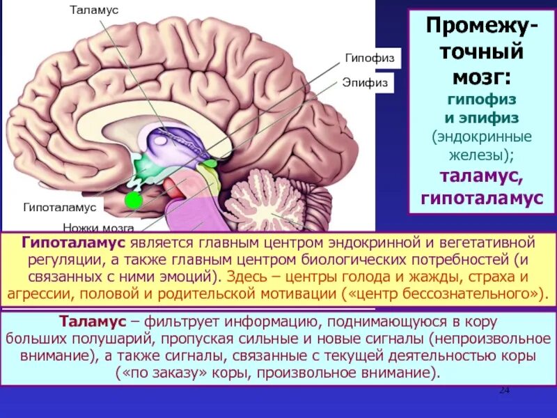 Гипофиз функции мозг. Строение мозга человека гипоталамус. Промежуточный мозг гипоталамус гипофиз. Гипоталамус гипофиз эпифиз строение. Строение мозга человека таламус.