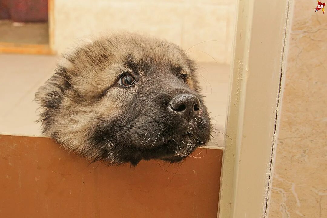 собак в хорошо руки пермь. щенки пермь. продаются шпицы. 22г. питомники собак в пермском крае.