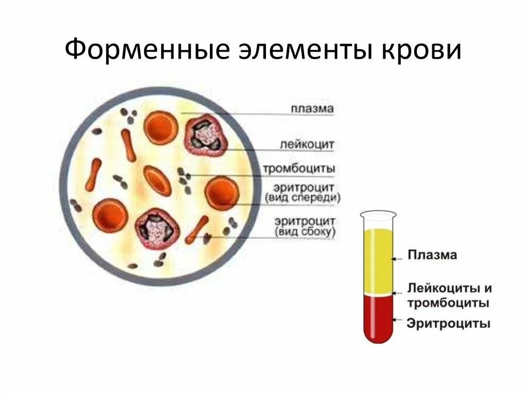 Строение тромбоцитов человека. Схема строения форменных элементов крови. состав крови форменные элементы. форменные элементы крови схема. строение эритроцитов лейкоцитов и тромбоцитов.