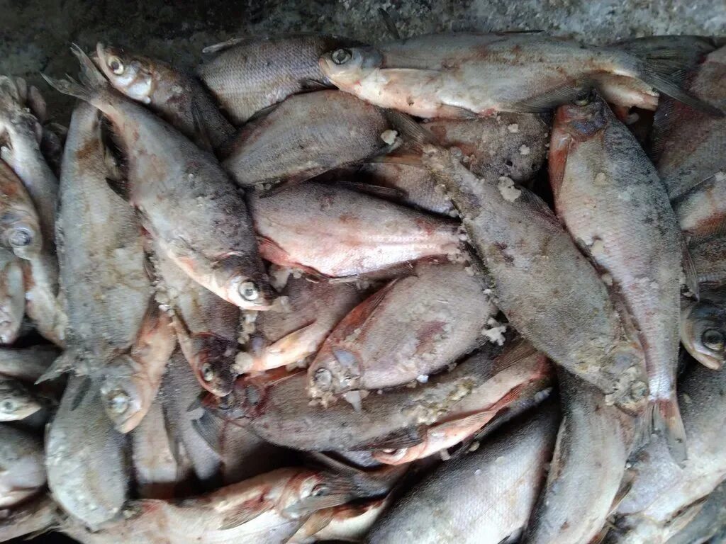 Самара рыбное. Рыбный переулок 4 оренбург. Вилоновская 123 самара. Малая рязань самарская область рыбалка. Судак в самаре.