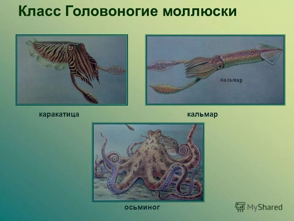 Головоногие моллюски виды