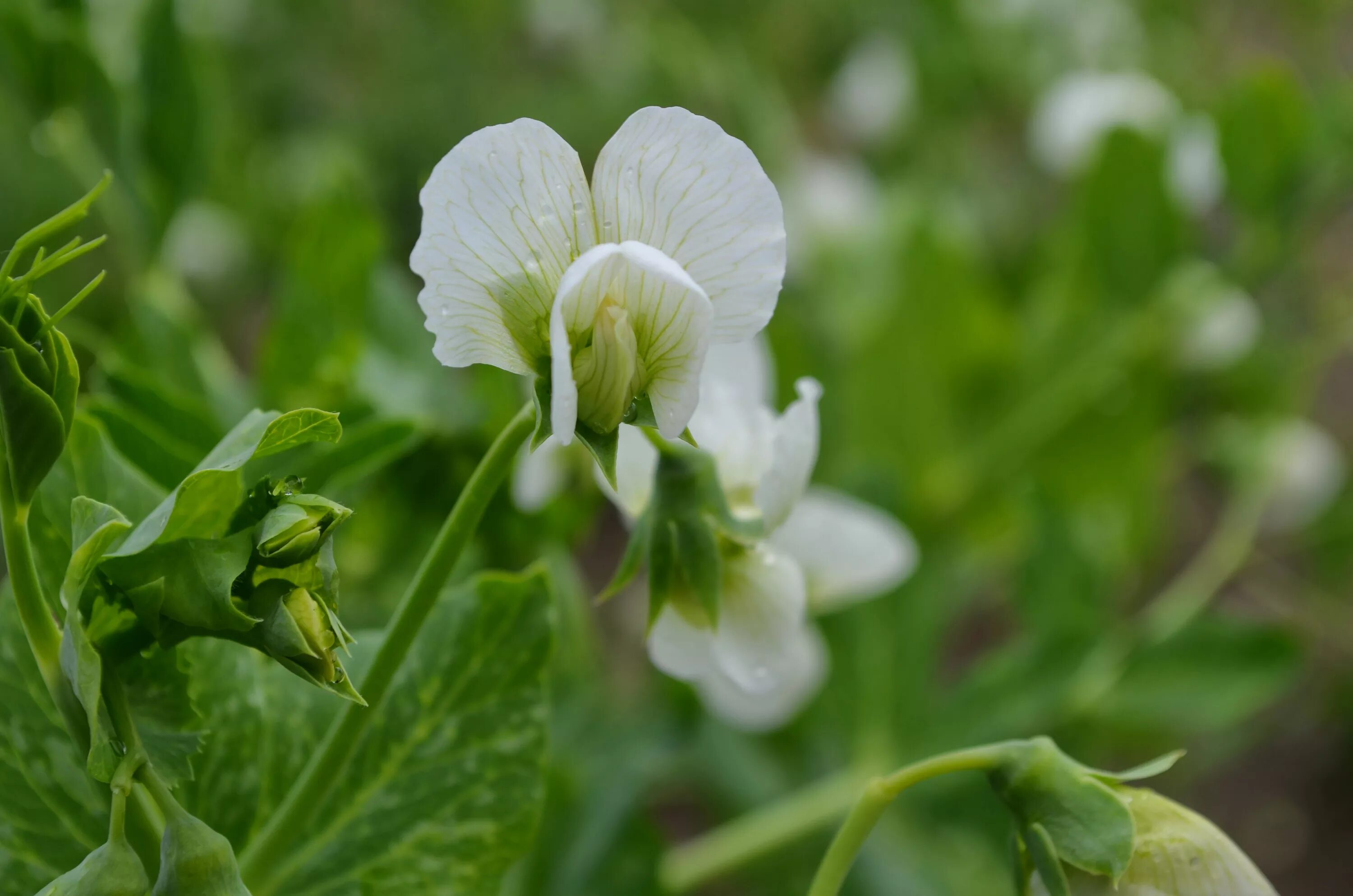 горох посевной. цветение гороха посевного. горошек (растение). цветущий горох. горох посевной.