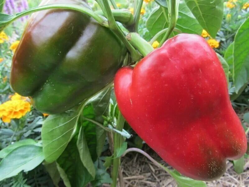 перец вождь краснокожих семена алтая