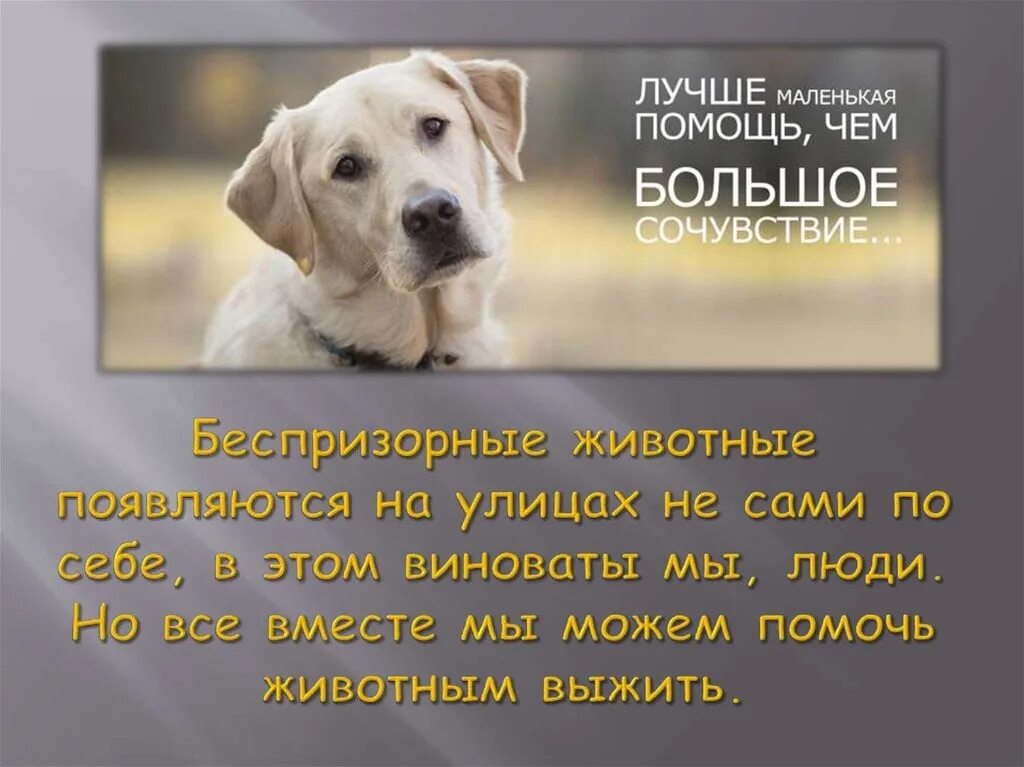 Слова помощи собакам