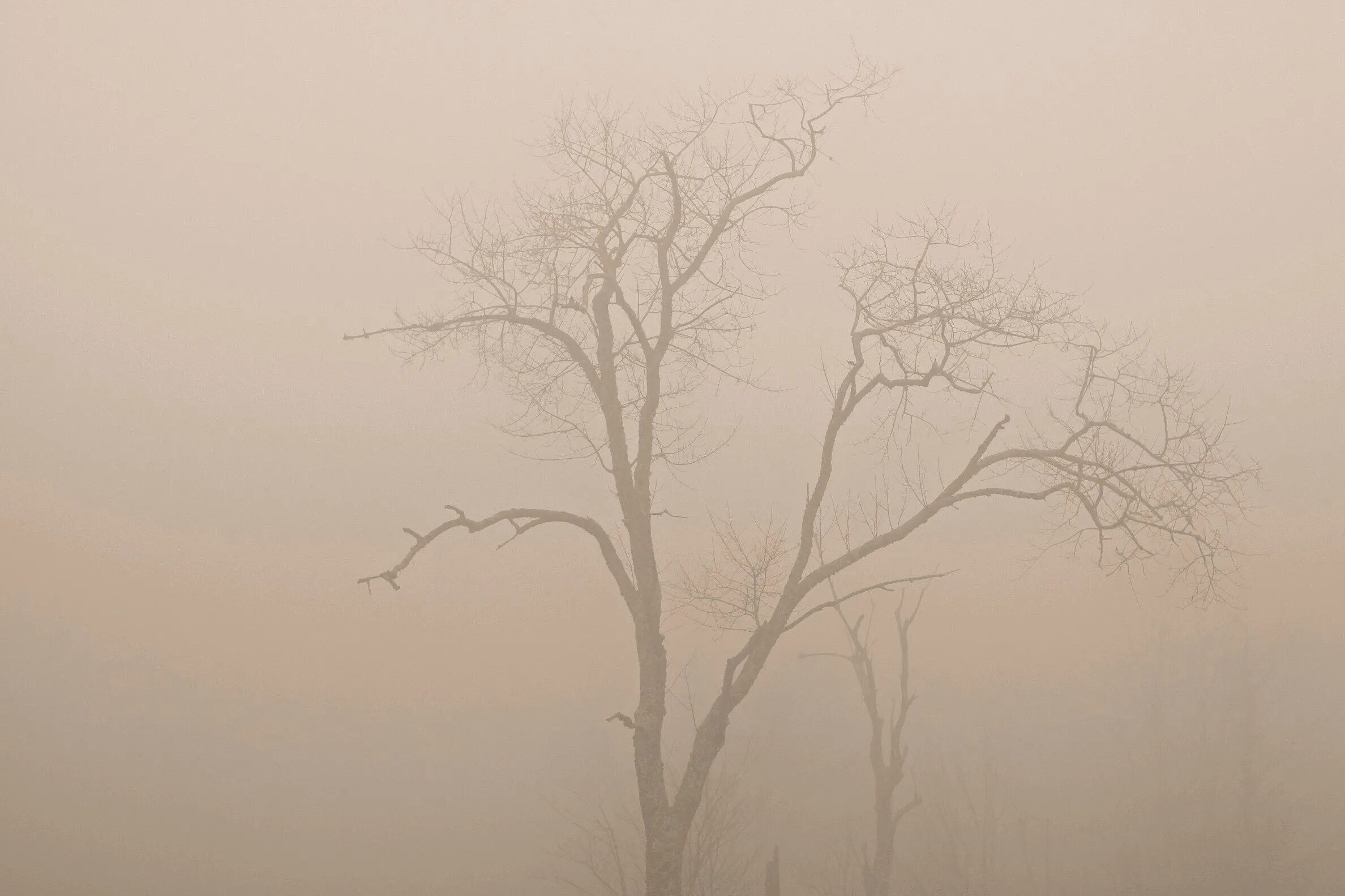 Ветвь туманного дерева. Деревья в тумане. Силуэты деревьев в тумане. Ветки в тумане. Фон серое дерево.