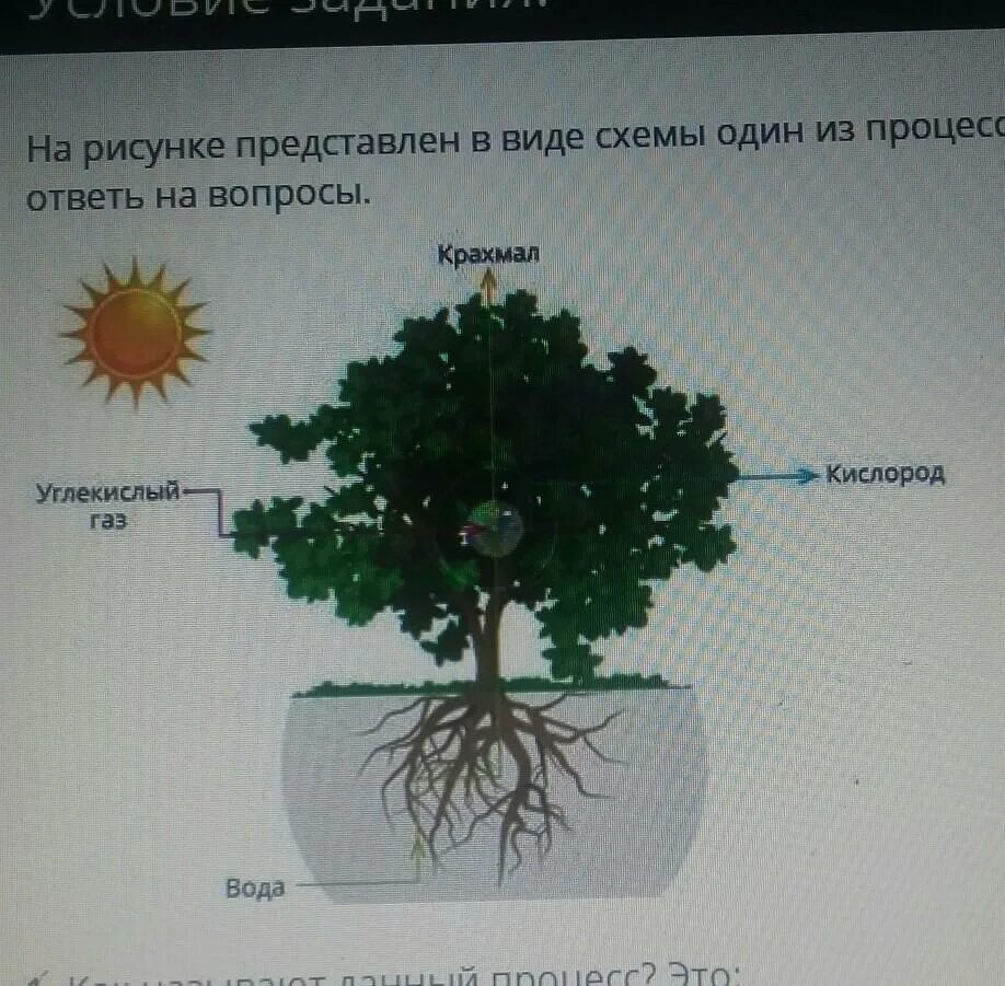 Процесс жизнедеятельности изображен на рисунке. Виде схемы один из процессов жизнедеятельности растений. На рисунке представлен в виде схемы. Схема одного из процессов жизнедеятельности растений. На рисунке представлен вид схемы из процессов жизнедеятельности.