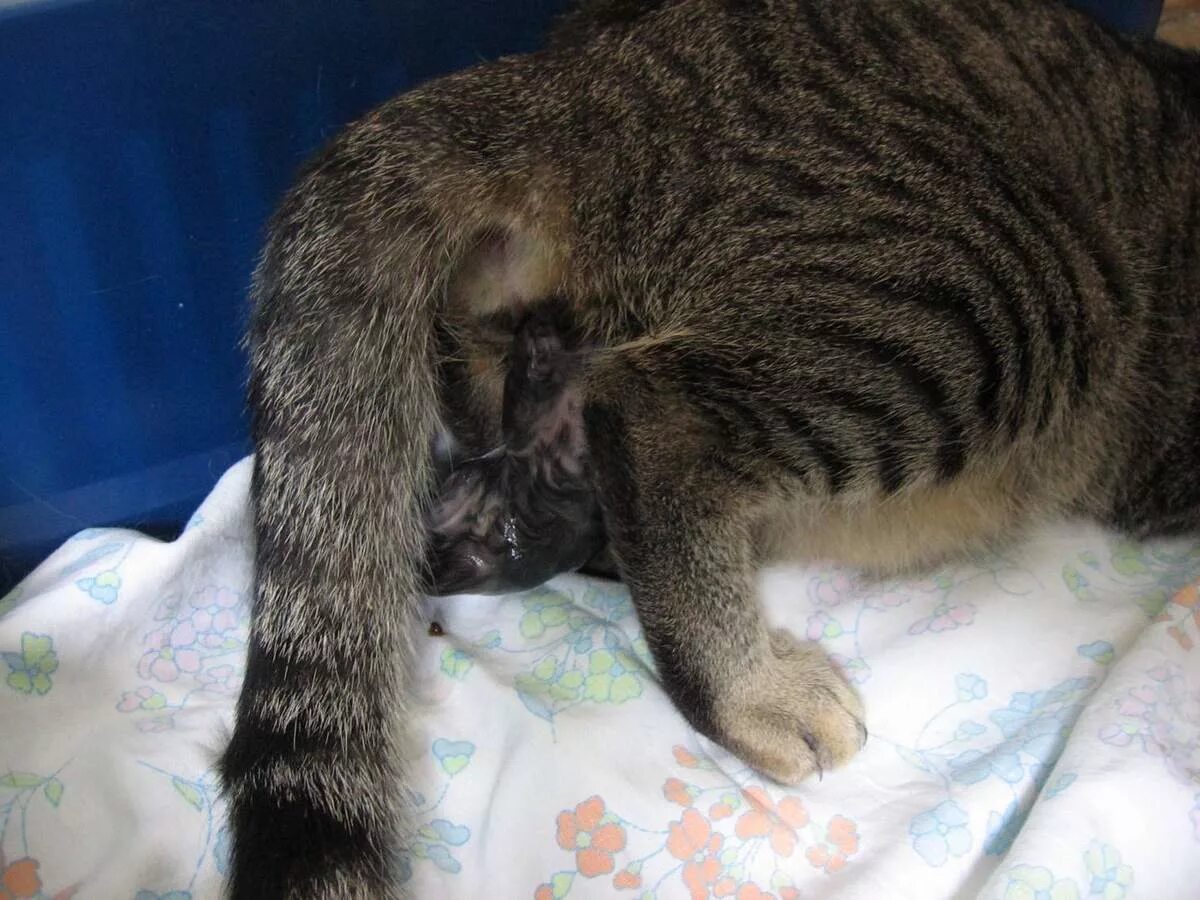 Рождение котят у кошки