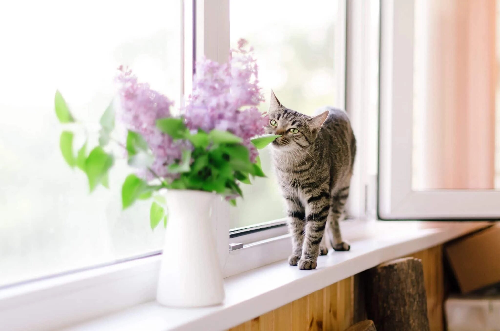 Cat plants. Кошки и растения. Уютная кошка цветы. Цветы и кошки в окне фото. Белая кошка на окне с цветком.