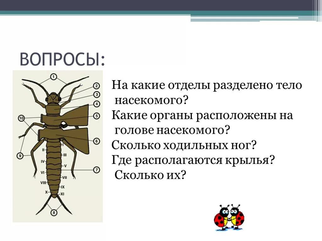 Сколько пары ног у насекомых. Тело насекомого делится на отделы. тело насекомых разделено на. тело насекомых разделяется на отделы. органы расположенные на голове у насекомых.