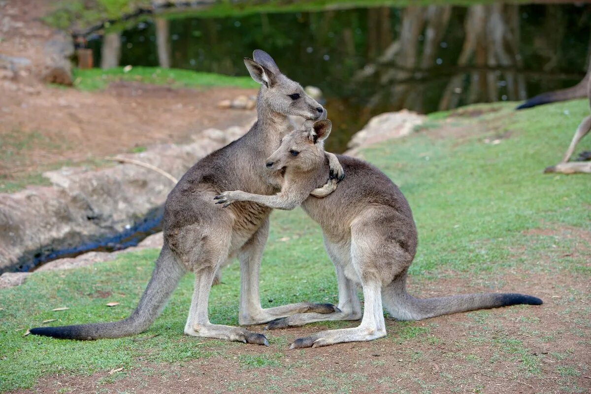 Кенгуру 2024 1. Сумчатые кенгуру. Кенгуру в Австралии. Сумчатые кенгуру в Австралии. Кенгуру животное Австралии.
