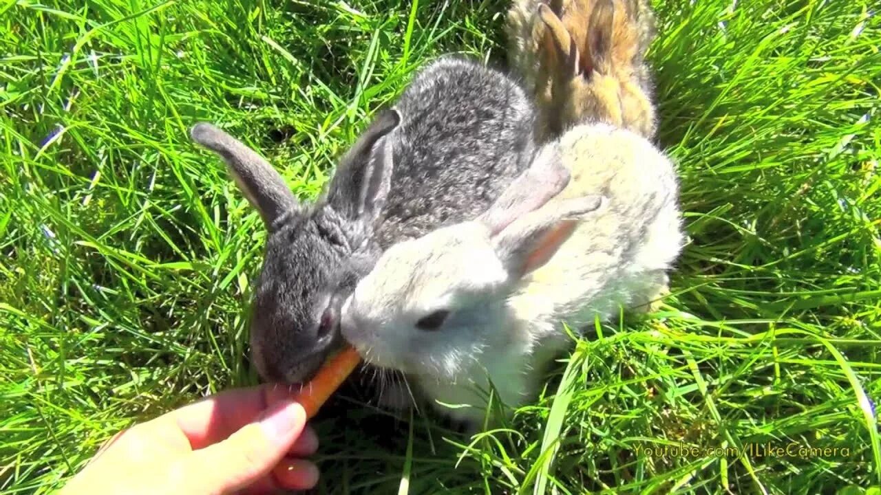 Завести ли кролика