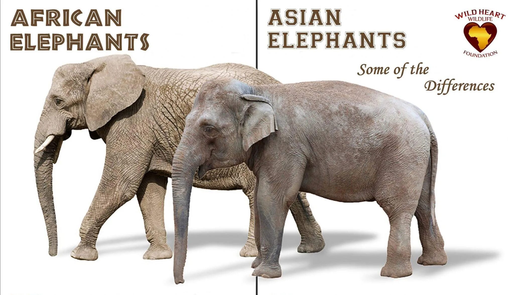 Слоны какой слон крупнее. Индийский слон и Африканский слон отличия. Индийский слон и Африканский азиатской. Индийские слоны и африканские слоны. Африканский слов и индийский слое.