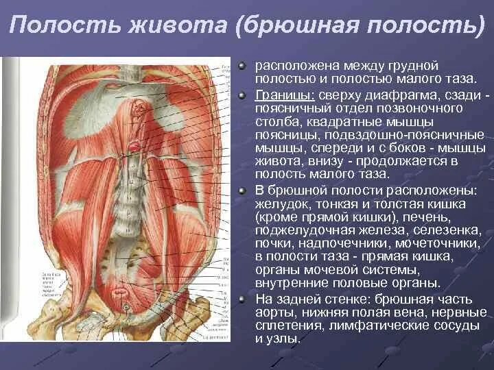 Анатомия брюшной полости и таза. Расположение органов брюшной полости. Брюшная и грудная полость тела
