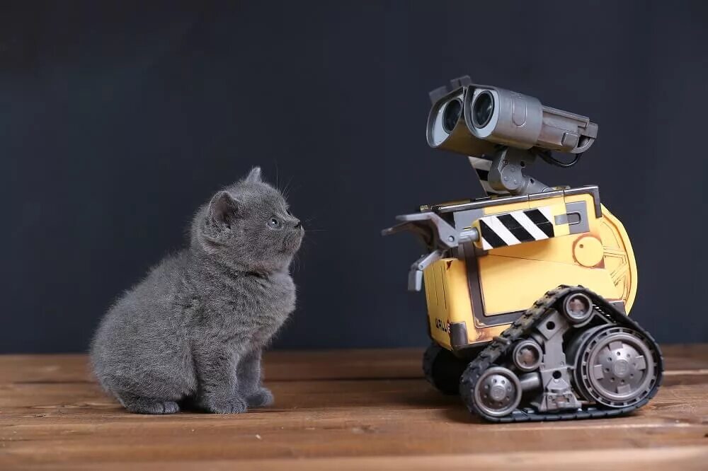 Люди вымерли остались роботы. Робот кот. Кошка Британская робот. Робот для котиков o Sitter. Три робота и котейка.