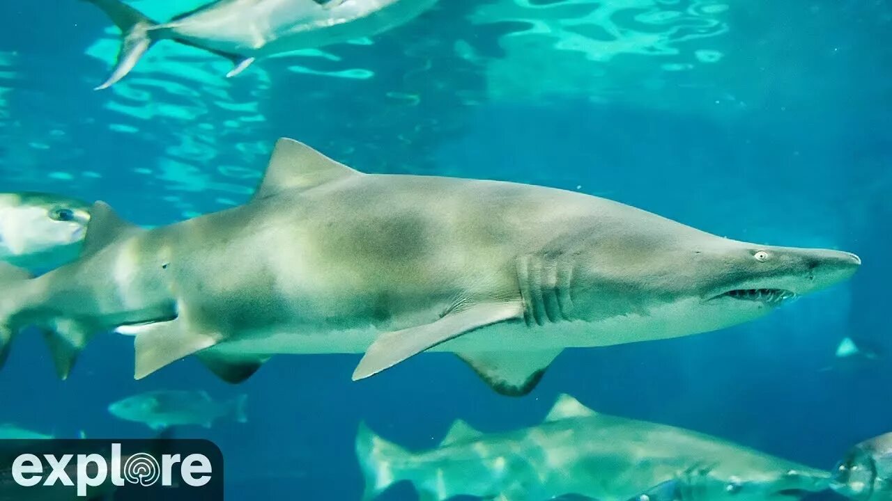 Sharks lagoon игры