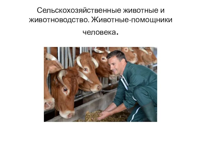 Сообщение люди и животные. Животные помощники человека. животное помощник человека сообщение. роль сельскохозяйственных животных в жизни человека. сельскохозяйственные животные и животноводство 5 класс технология.