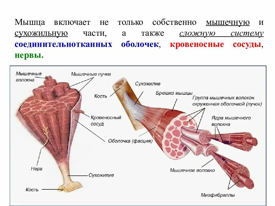 Соединительная ткань фасции