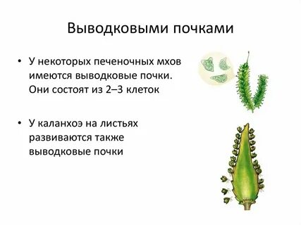 Выводковые почки