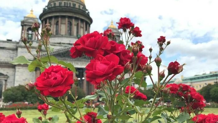 Отель розес питер вид снаружи. Бар ласточки санкт-петербург. Розарий в спб. Спб роуз. Отель розес питер.