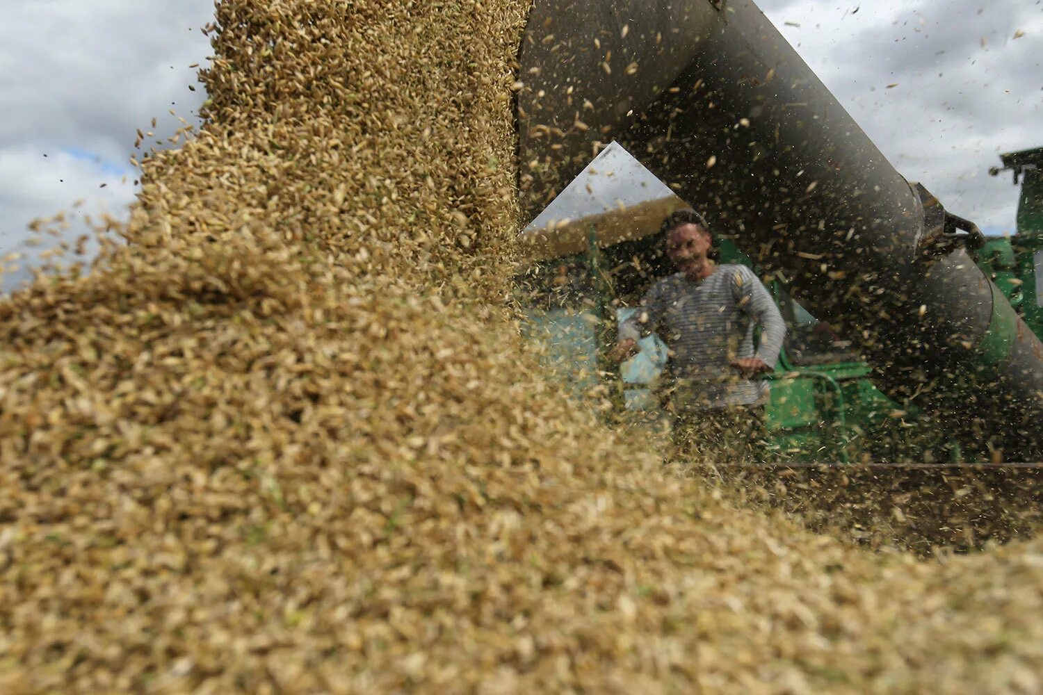 Зерно мсх