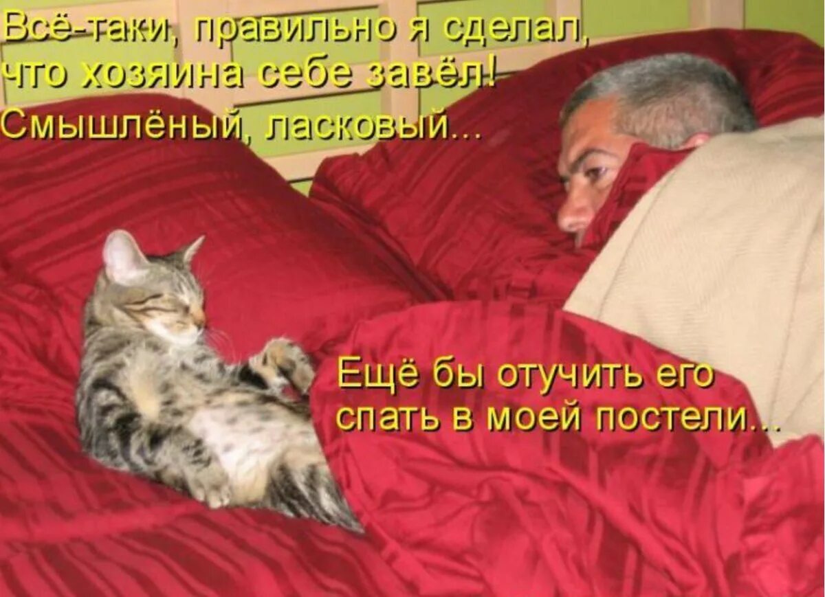 Любимый давай спать. Прикольная надпись спящий кот. Сонные котики с надписями.