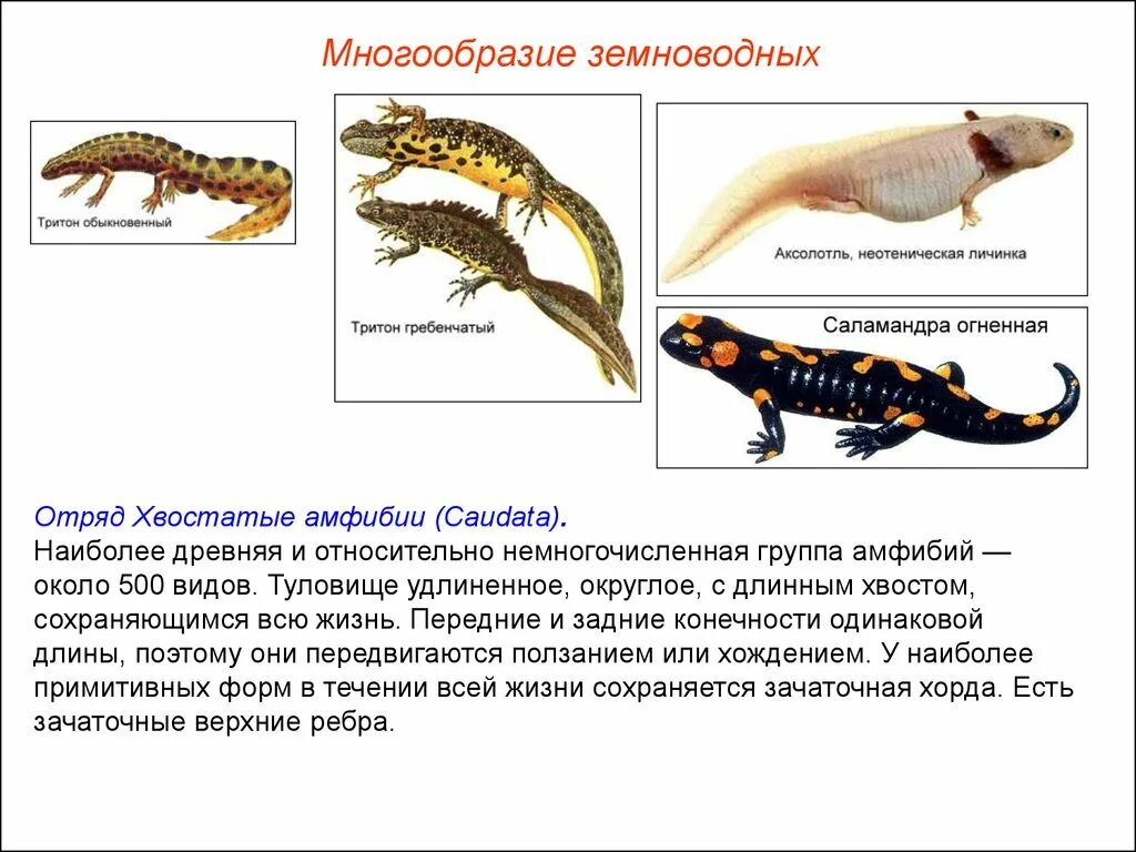 Система хвостатых земноводных. Отряд хвостатые размножение. хвостатые земноводные внешнее строение. личинки хвостатых амфибий. хвостатые земноводные нервная система.