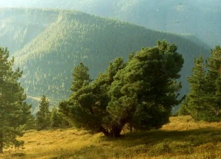 Деревья красноярского края