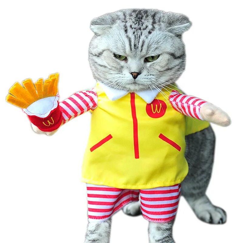 Кошка одевается