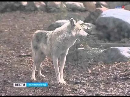 Белый волк калининград