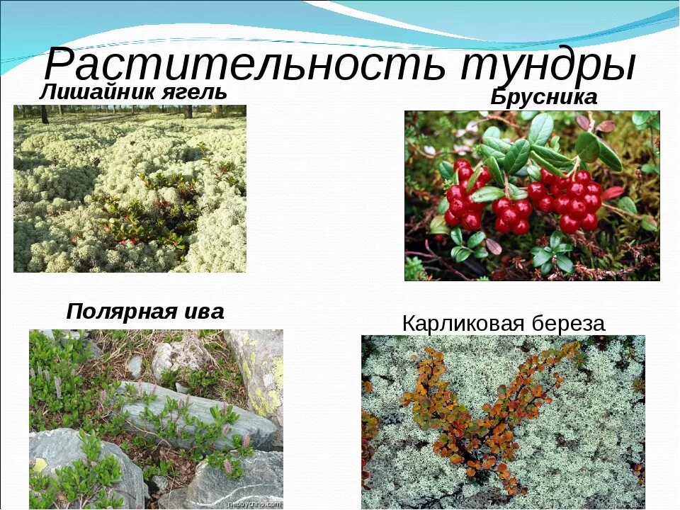 Какие растения растут в зонах. Ягель и карликовая береза. растения тундры карликовая береза. ягель полярная ива. тундра растительный мир карликовая береза.