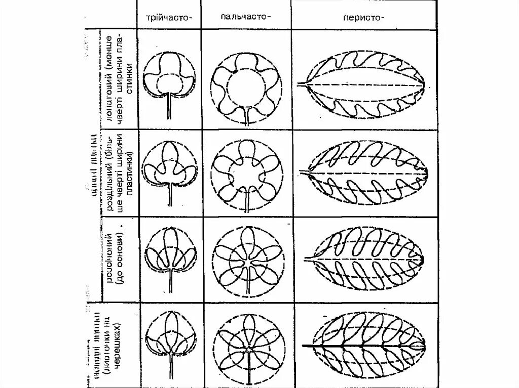 Форма расчленения листовой пластинки. Типы рассечения листовой пластинки. Типы расчлененности листовых пластинок. Типы расчленения пластинки простого листа. Четыре формы листа