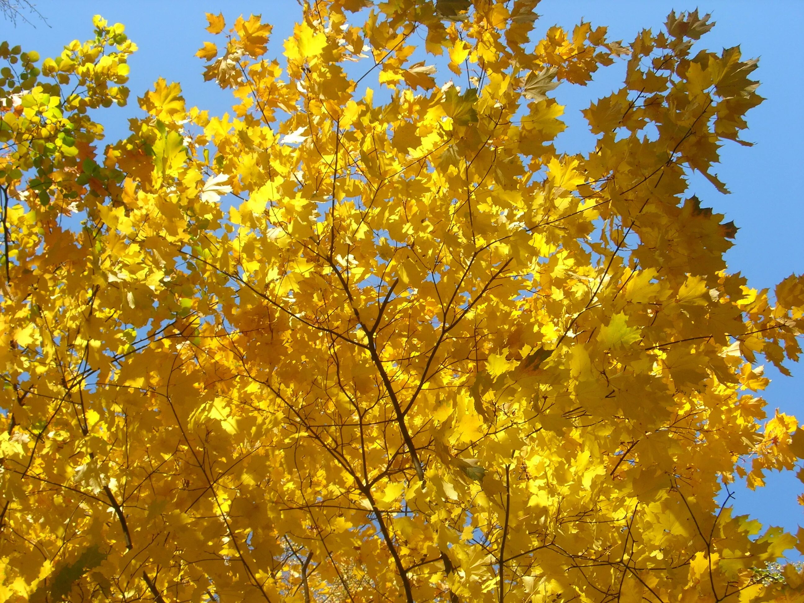 Желтый лист. Желтые листочки кружатся. Желтая листва. Листья жёлтые над городом кружатся. Листья желтые кружатся оригинал