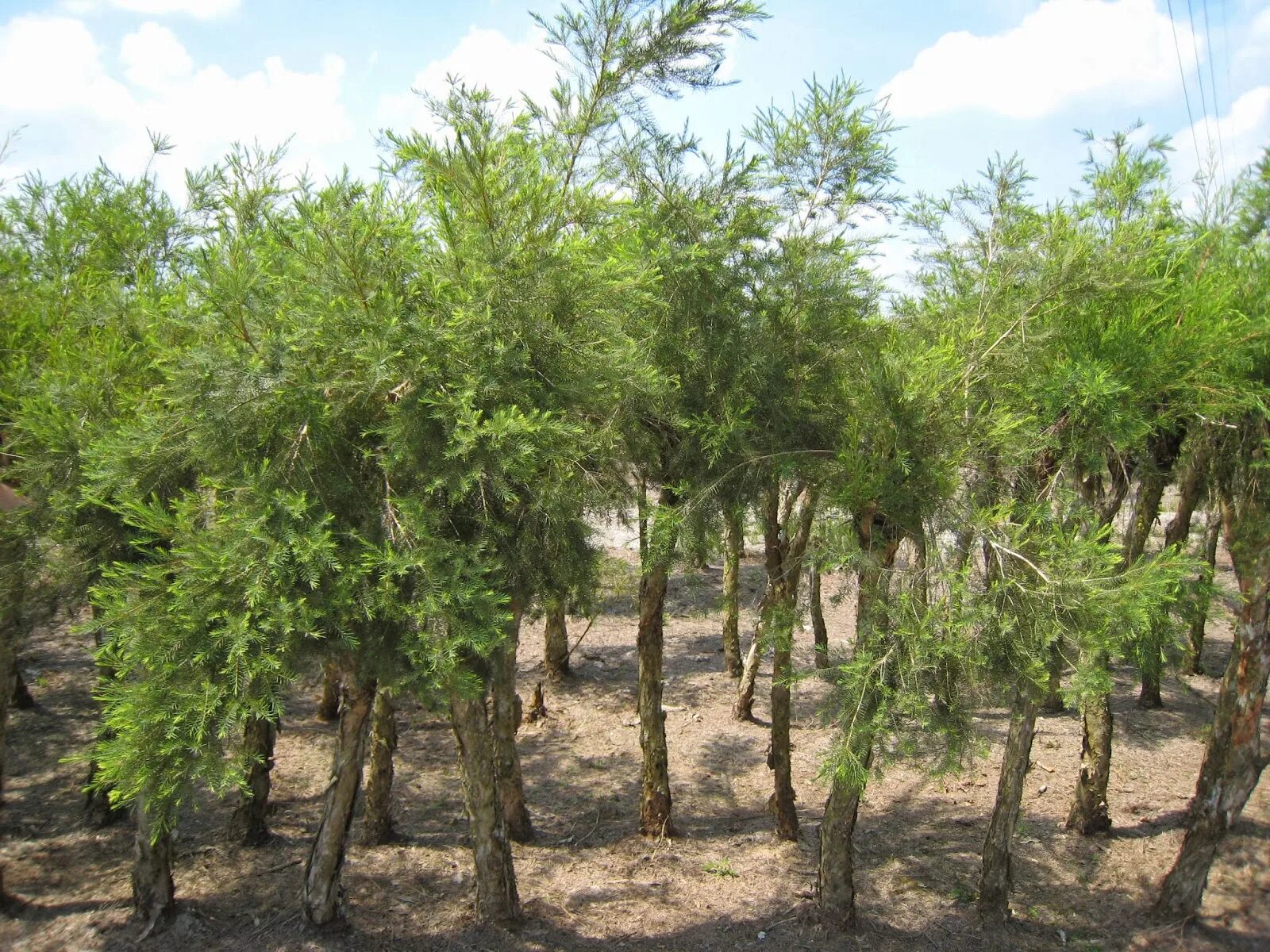 Melaleuca alternifolia. Австралийское чайное дерево. Ассамское чайное дерево. Кайюпутовое дерево. Где купить чайное дерево