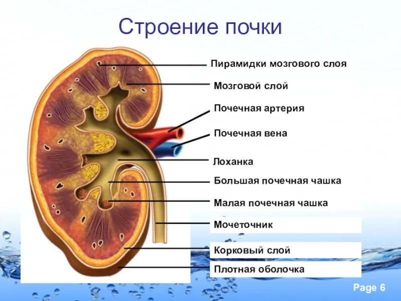 В чем особенность строения почечной лоханки. Строение почки почечная лоханка. Анатомическое строение почки. Строение паренхимы почек. Строение почки 8 кл.