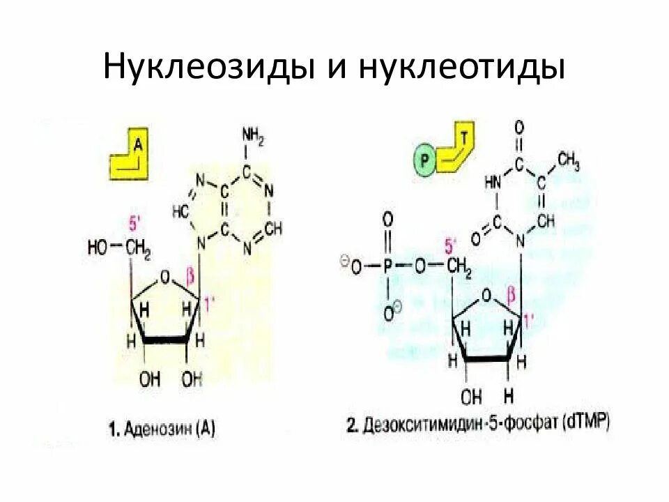 Формулы нуклеотидов. Формулы нуклеотидов и нуклеозидов. Нуклеозиды и нуклеотиды биохимия. Нуклеозиды и нуклеотиды гидролиз нуклеотидов. Принципиальная схема нуклеозида.