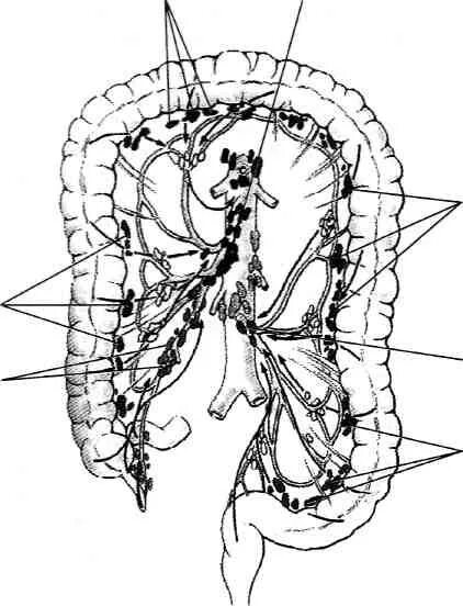 Лимфатические узлы в кишечнике. Лимфоузлы брыжейки Толстого кишечника. Лимфоузлы сигмовидной кишки. Лимфоузлы брыжейки тонкой кишки. Лимфатическая система ободочной кишки.