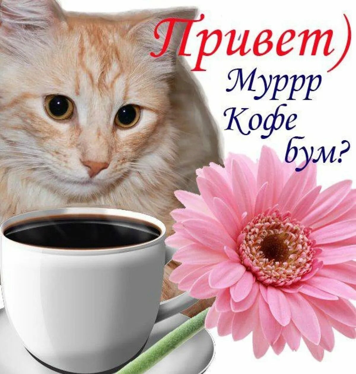 Привет с утра и доброго дня. Привет доброе утро. привет с добрым утром. приветик доброе утро. красивые котята с добрым утром.