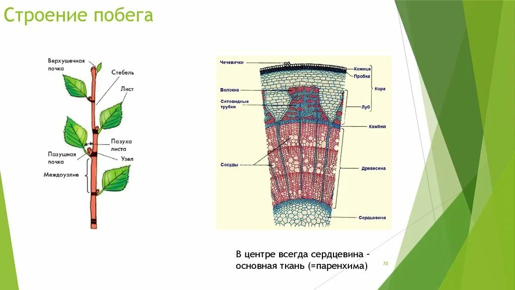 Сердцевина многолетнего стебля у растений выполняет функцию. Анатомическое строение стебля липы ЕГЭ. Строение побега срез. Анатомическое строение побега стебля. Строение стебля липы ЕГЭ.